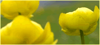 Blume