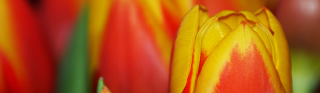 Tulpen